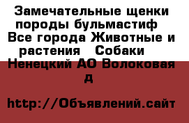 Замечательные щенки породы бульмастиф - Все города Животные и растения » Собаки   . Ненецкий АО,Волоковая д.